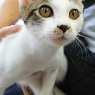 地域猫現場に遺棄された甘えん坊のだいちゃん