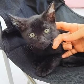 保健所よりレスキューのクロちゃん