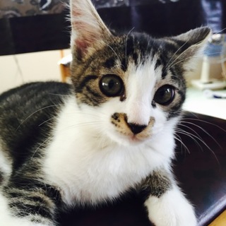 子猫 里親募集です