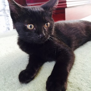 子猫 里親募集です。