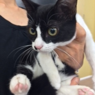 おっとり可愛いハチワレくん