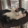 兄妹子猫の里親さん募集中 サムネイル3