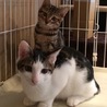 兄妹子猫の里親さん募集中 サムネイル4