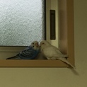 セキセイインコ2羽里親募集