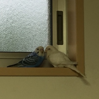 セキセイインコ2羽里親募集