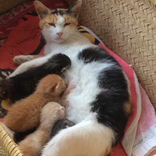 【北陸･富山】子猫が5匹です。