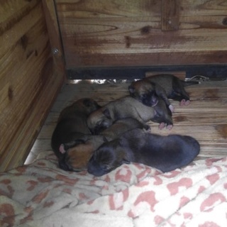 柴犬赤ちゃん、成犬犬里親募集