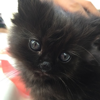 ありがとうございました！