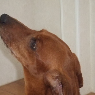 甘えん坊のダックス男の子家族募集中！