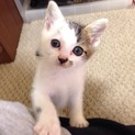 生後1〜2ヶ月チョビひげ子猫ちゃん