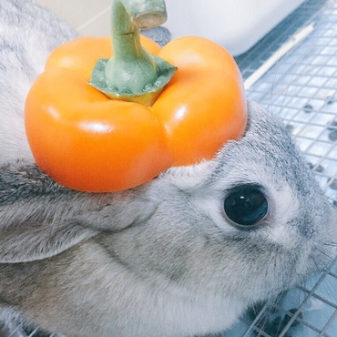 パプリカしぇんしぇー