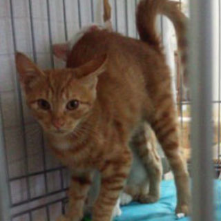 茶トラの女の子