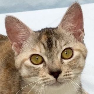 一緒に遊ぼう！人懐こいパステルサビにゃんこ