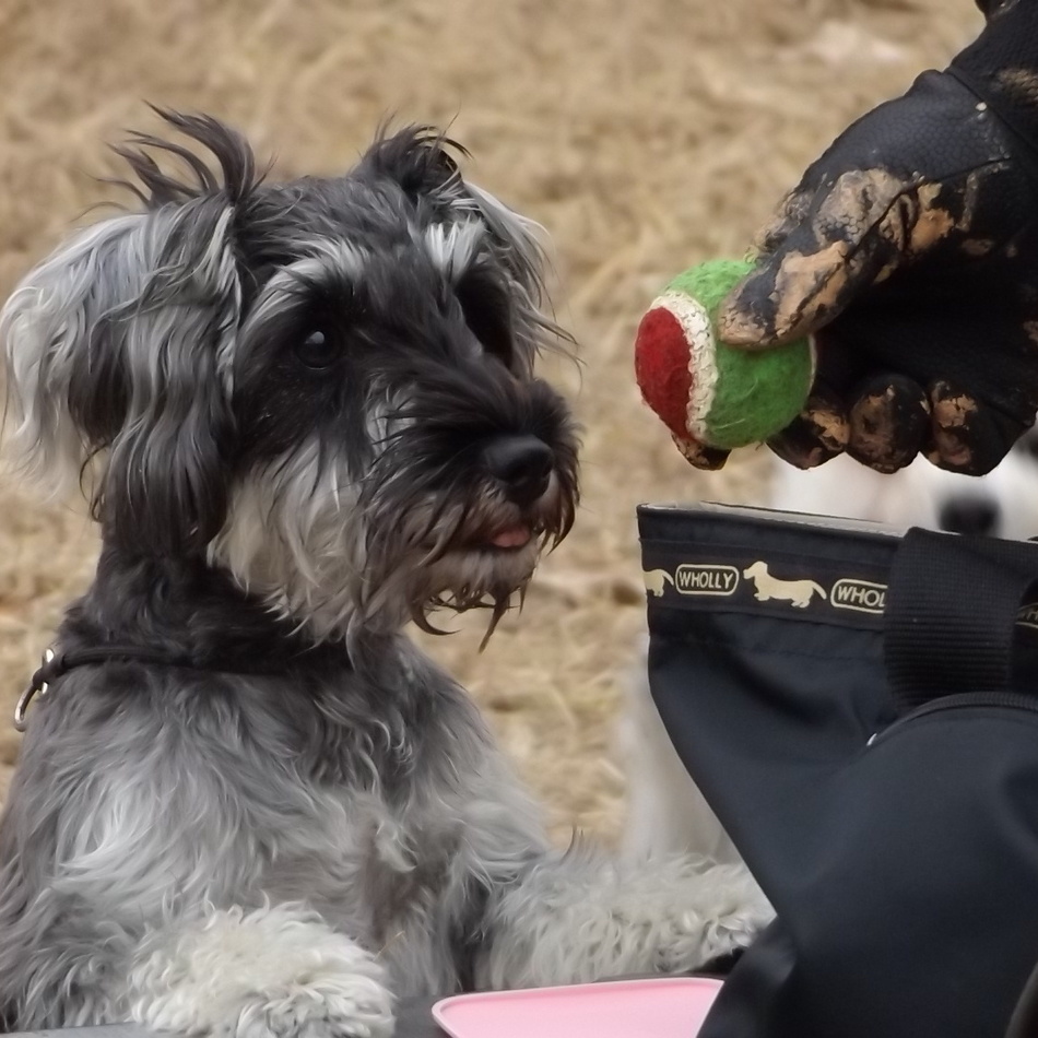あずきのカバー写真