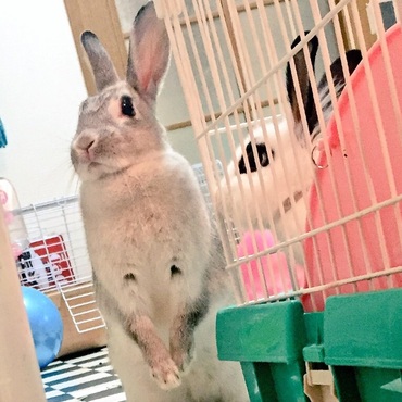カンガルーみたいw