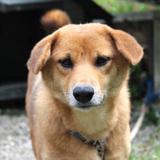 小柄でかわいい mix♀ おまさちゃん