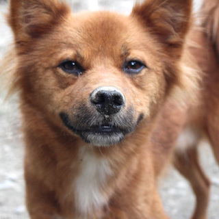 mix♂ アサヒくん