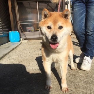 老柴犬里親さん探しています