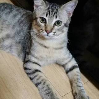 ☆甘えん坊キジトラ男子　うるるくん☆