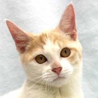 愛嬌たっぷり白茶の女の子