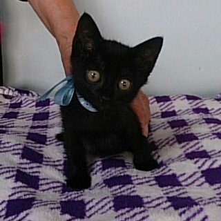 ★可愛い黒猫　男の子　ごまくん★