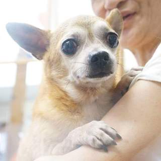 レスキュー犬　チワワ　夢くん