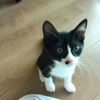 保護ネコ　ハチワレ