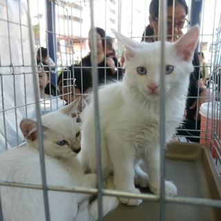 目がブルーの白猫とっても可愛い兄妹！