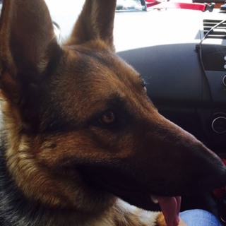 ジャーマン・シェパード♀1才5ヶ月