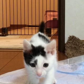 決定☆『ウータン』超大型犬でも挑発する活発君