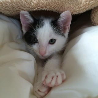 決定☆『まめ』抱っこが大好きで、元気な男の子