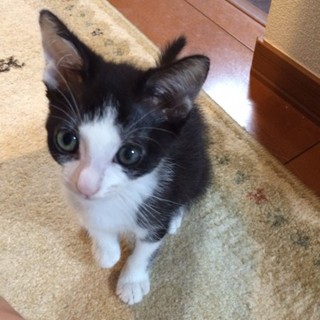 決定☆『ジェジェ』抱っこするだけでゴロゴロ