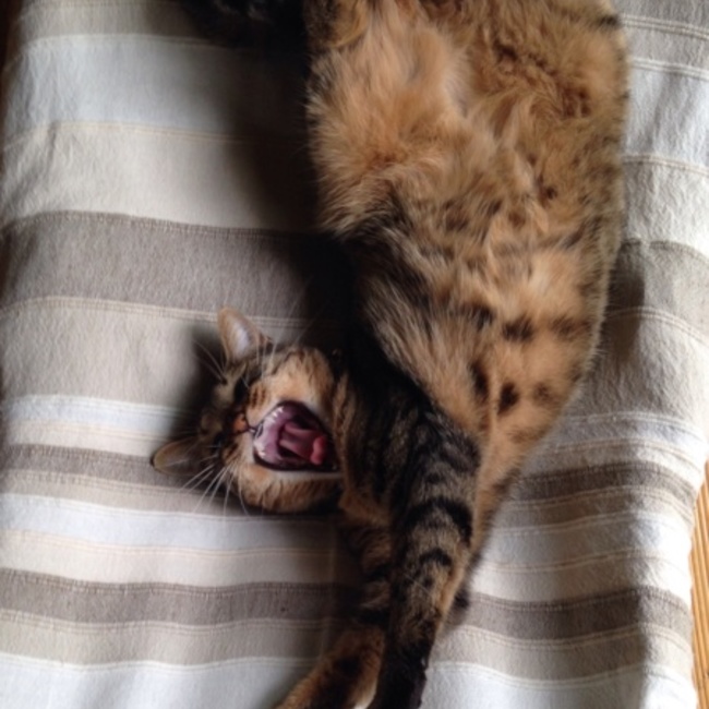 ロングトールサリーのカバー写真