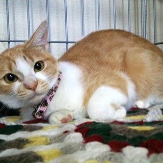 可愛い女の子　成猫♪