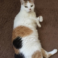 みーたん