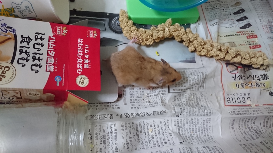 相談中 サムネイル2