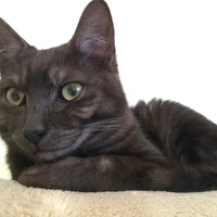 ザビエル