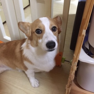 かわいい小さめコーギー