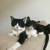 母猫クーロンと。