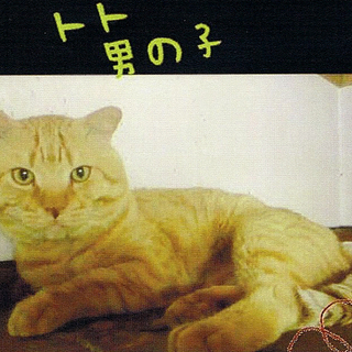 家が無くなります！茶とら♂