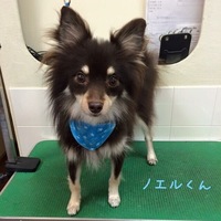 ノエル