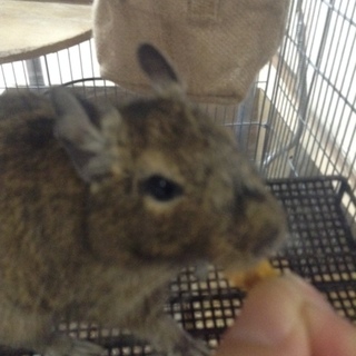 デグーの新しい家族、探してます