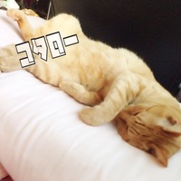 こたろー