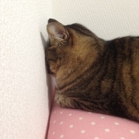しっぽ