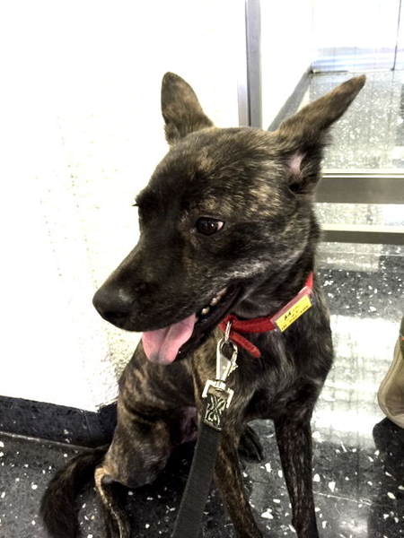 琉球犬MIX黒虎♀2歳」大阪府 - 犬の里親募集(86294) :: ペットのおうち