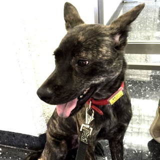 くろ様　犬写真 飼い主様決定の子犬 ID3956黒オス | 【柴犬.net】柴犬専門