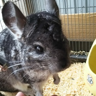 里親さん決定しました。ありがとうございました。