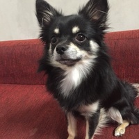 麻龍（まろん）