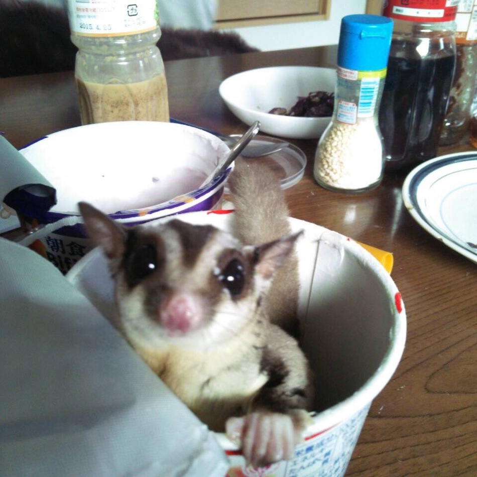 元気のカバー写真