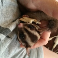 フクモモ女子軍